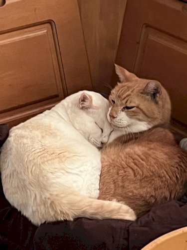 「(ﾟдﾟ)。ネコちゃんは、何匹.飼われて」の回答画像7