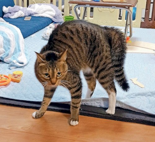 「ฅ(`ꈊ´ฅ)ｼｬｰ ＾ネコちゃん「やん」の質問画像