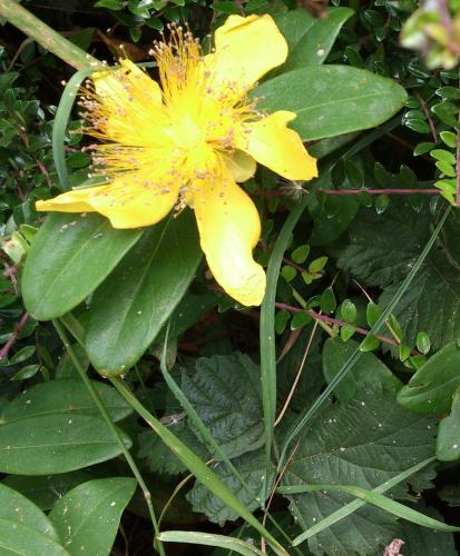 「この花の名前を教えてください。」の質問画像