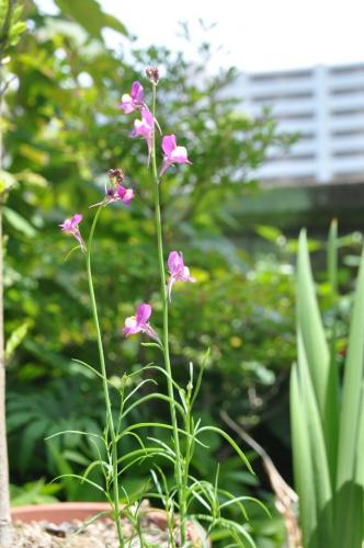 「この花は何ですか？」の質問画像
