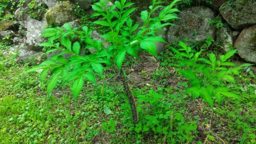 「この植物は何ですか？」の質問画像