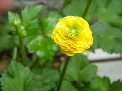 「この花の名前をお教えください。4-28-」の質問画像