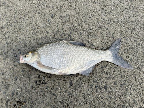 「霞ヶ浦で釣った魚」の質問画像