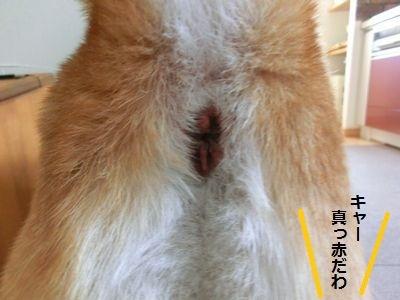 「お昼ご飯を食べようと思って、レストランの」の回答画像3