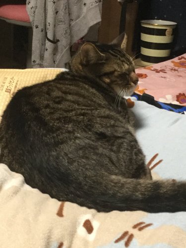 「うちの猫の描種はなんでしょうか？ 3年ほ」の質問画像