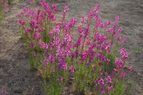 「この花の名前を教えてください。」の質問画像