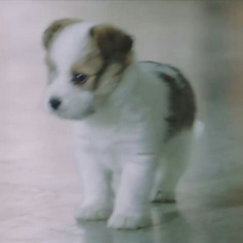 「この仔犬の犬種が知りたいんですけれど分か」の質問画像