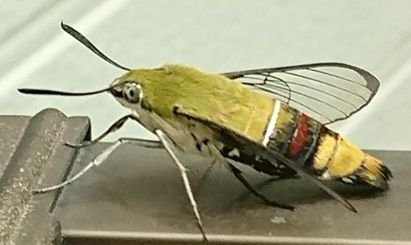 「この虫は何ですか？」の質問画像
