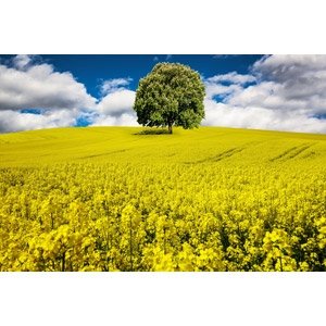 「[春ソング♪♪] 春の足音も聞こえてきて」の質問画像