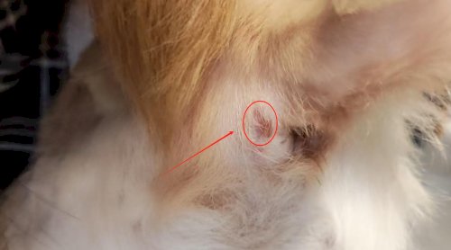 「犬のお尻付近が赤い」の質問画像