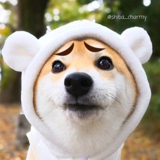 「困ったワン！ 何が困ったか当ててみてワン」の質問画像