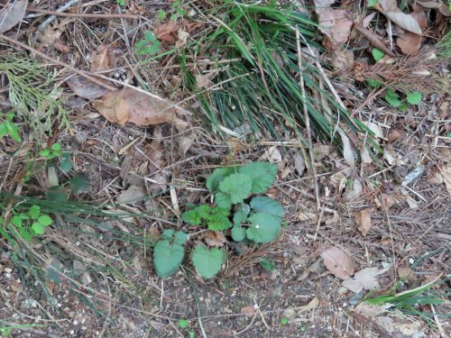 「野草の名前 教えてください」の質問画像