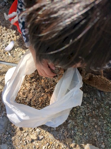 「夏に咲いたひまわりの種を乾かして来年蒔い」の質問画像