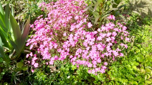 「花の名前を教えて下さい」の質問画像