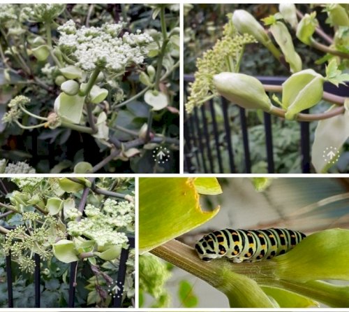 「この植物の名前がわかりません。 教えて下」の質問画像