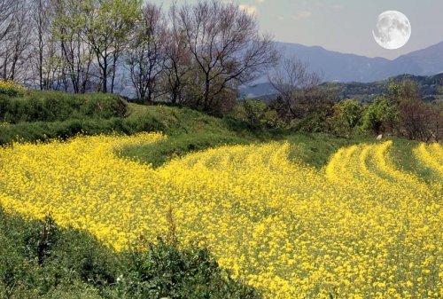「合成写真と本物の写真の違いと見分け方を教」の回答画像2