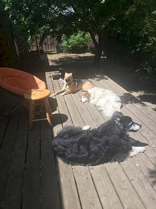 「迷い猫が庭に入ってきました」の補足画像2