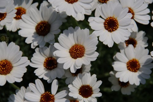 「この花は何という植物でしょうか」の質問画像