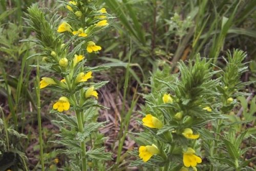 「黄色の雑草の名前」の回答画像2