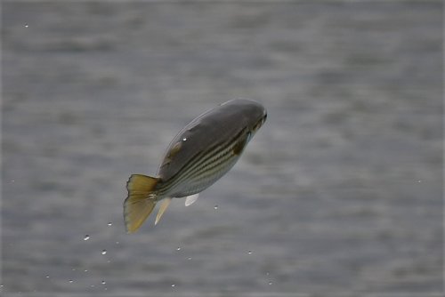 「写真撮影した魚の名前を教えて下さい。」の質問画像