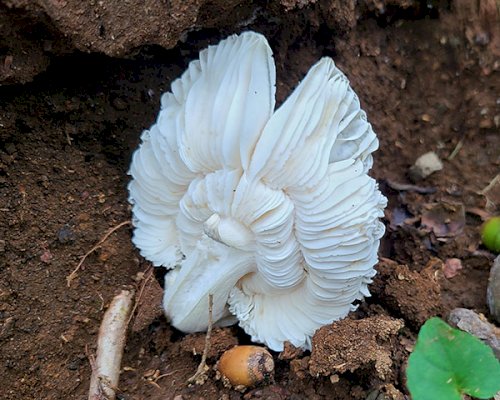 「珍しいキノコの名前を教えてください」の質問画像