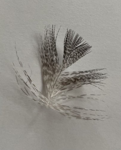 「この羽は何という鳥のものですか？羽布団か」の質問画像