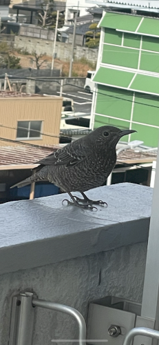 「鳥の名前」の質問画像