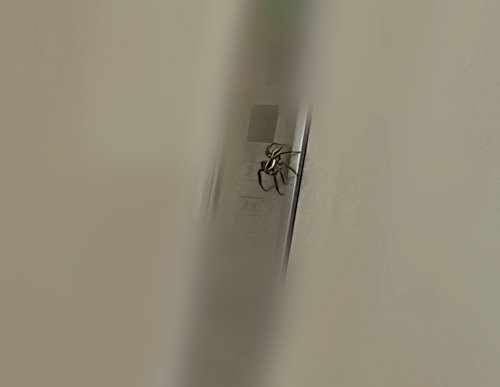 「蜘蛛注意⚠️ 画像の蜘蛛が家の中に居たの」の質問画像