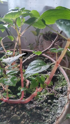「この植物はなんですか？」の質問画像