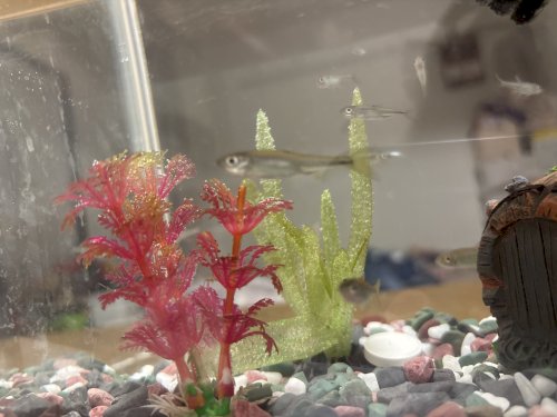 「去年の夏頃、こどもが川で採ってきた魚です」の質問画像