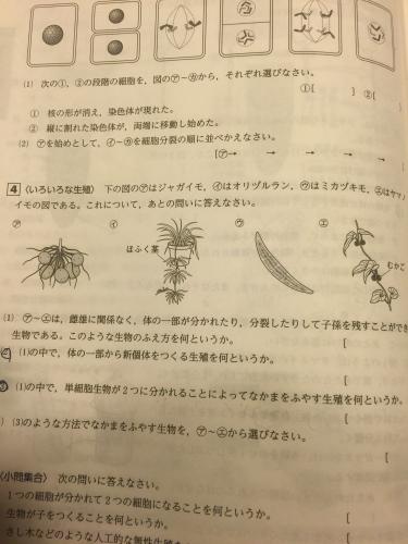 「分裂について」の質問画像