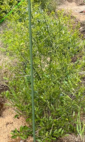 「小規模な畑で野菜を植えて家庭菜園を楽しん」の質問画像