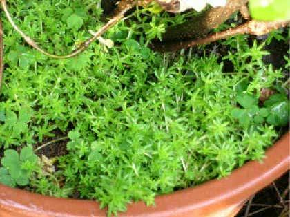「草の名前を教えてください」の質問画像