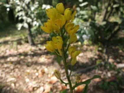 「写真の花の名前教えて下さい。」の質問画像
