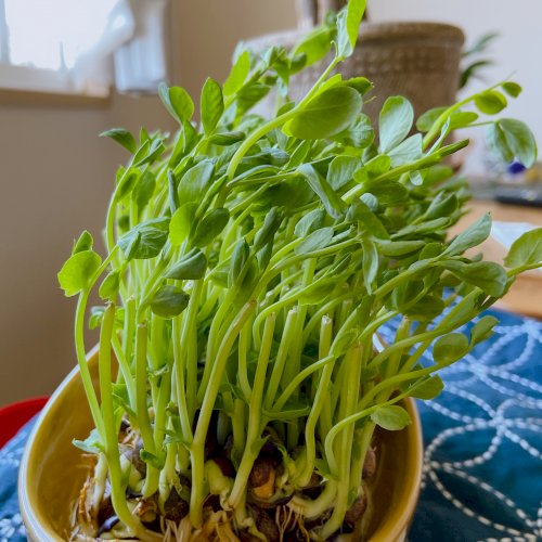 「豆苗の再生栽培をしているのですが、さっき」の質問画像