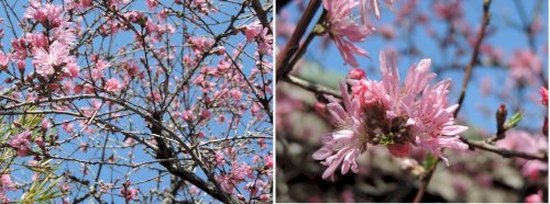 「花木の名前ををしえてください」の質問画像