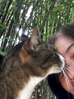 「迷い猫が庭に入ってきました」の補足画像1