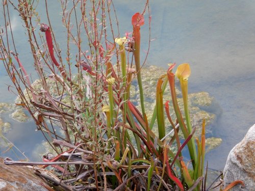 「この花は？」の質問画像