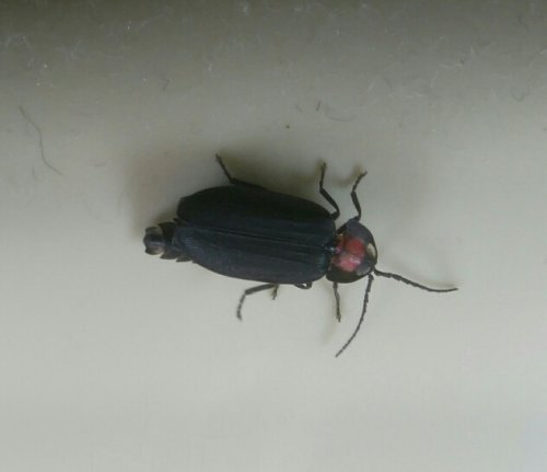 「今月10日に家に迷い込んでた虫を発見しま」の補足画像1