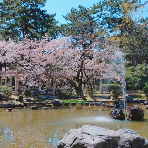 「白山公園の桜 綺麗ですか？」の質問画像
