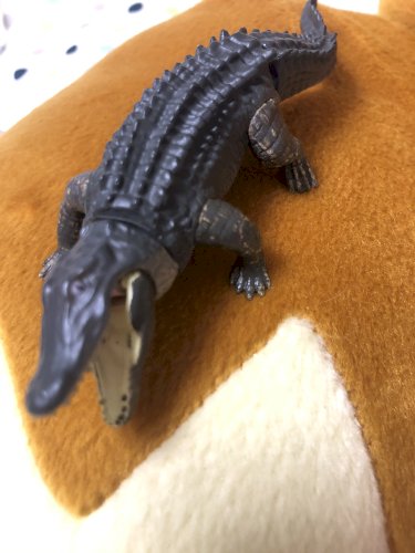 「アカハライモリを飼おうと考えています。 」の質問画像