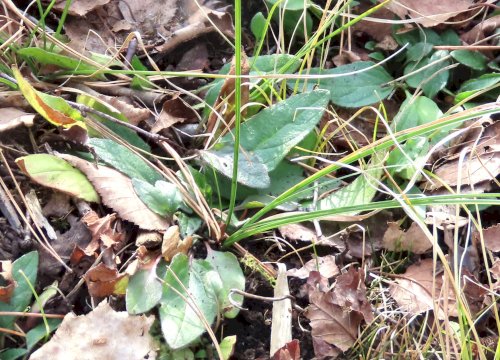 「野草の名前、教えてください」の質問画像