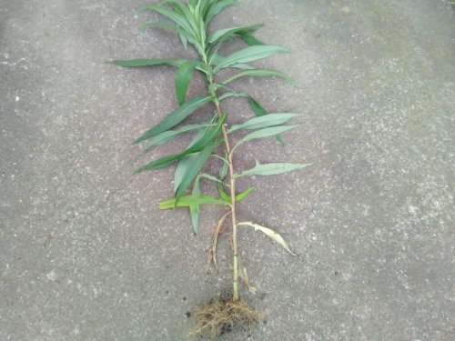 「植物について」の質問画像
