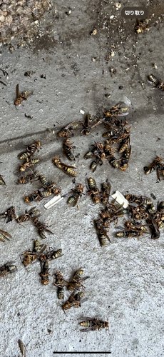 「駆除してる際に刺されてしまいました。 ア」の質問画像