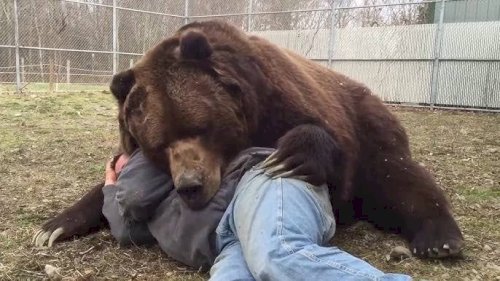 「死にかけそうな子熊を拾って成獣まで育てた」の質問画像