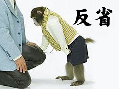 「このシャム猫の子猫を見てどう思いますか」の回答画像12