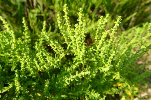 「植物名」の質問画像