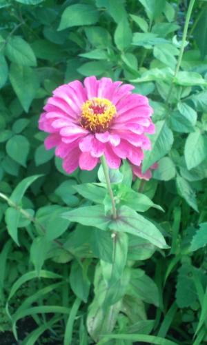 「花の名前を教えてください！」の質問画像