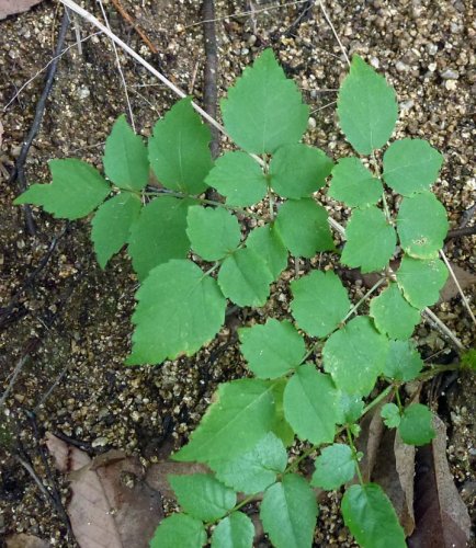 「これタラノキですかヤマウルシの仲間ですか」の質問画像