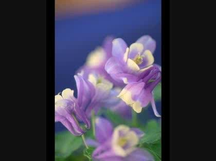 「この花の名前教えてください。」の質問画像